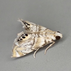Eoparargyractis irroratalis