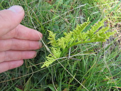 Sceptridium multifidum