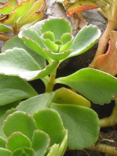 Caucasian Stonecrop
