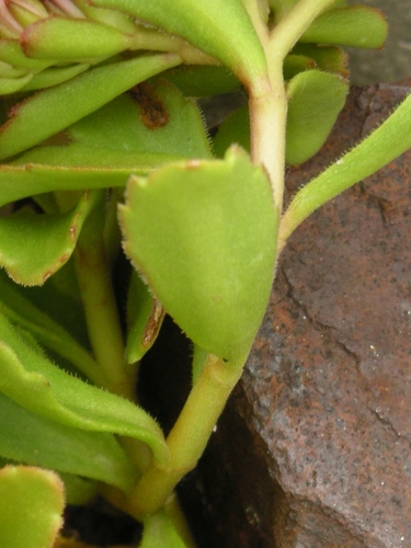Caucasian Stonecrop