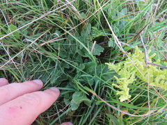 Sceptridium multifidum