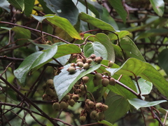 Actinidia rufa