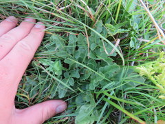 Sceptridium multifidum