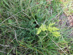 Sceptridium multifidum