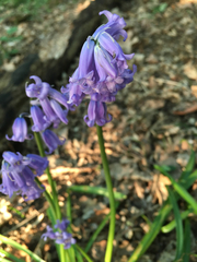 Hyacinthoides