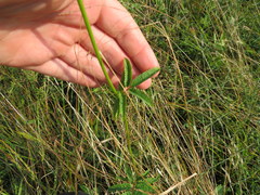 Sanguisorba canadensis