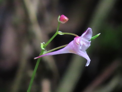 Impatiens devolii