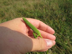 Sanguisorba canadensis