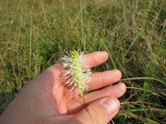 Sanguisorba canadensis