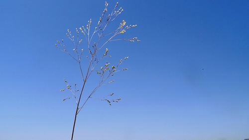 Representative image of Aira