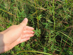 Sanguisorba canadensis