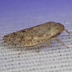 Curtara insularis
