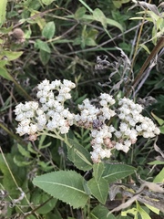Parthenium integrifolium