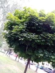 Acer platanoides