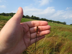 Carex annectens