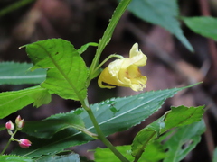 Impatiens tayemonii