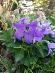 Platycodon