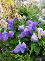 Platycodon