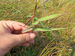 Dichanthelium villosissimum