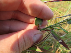 Dichanthelium villosissimum