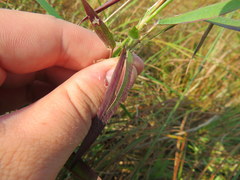 Dichanthelium villosissimum