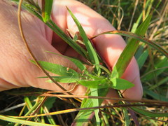 Dichanthelium villosissimum
