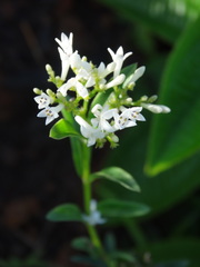 Declieuxia fruticosa