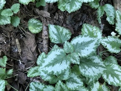 Lamium galeobdolon argentatum