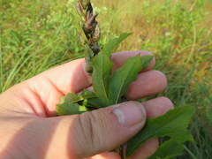 Spiraea alba latifolia
