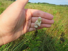 Spiraea alba latifolia