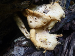 Pleurotus levis