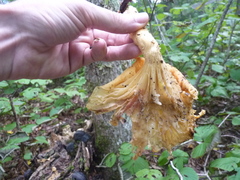Pleurotus levis