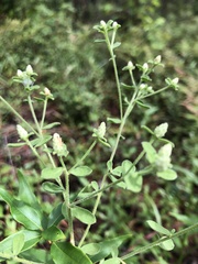 Sericocarpus tortifolius