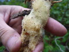 Pleurotus levis