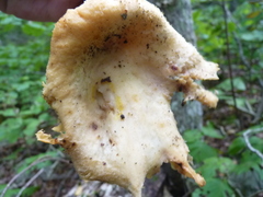 Pleurotus levis