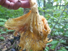 Pleurotus levis