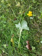 Caltha palustris