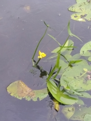 Nuphar lutea