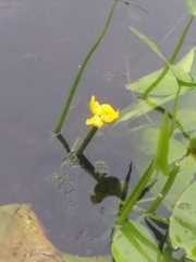 Nuphar lutea