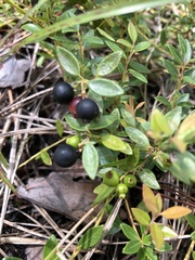 Vaccinium crassifolium