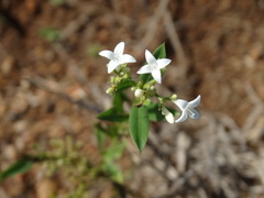 Declieuxia fruticosa