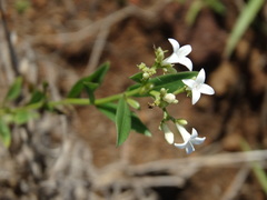 Declieuxia fruticosa
