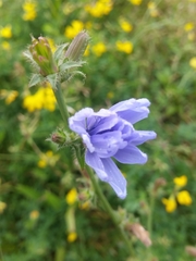 Cichorium intybus