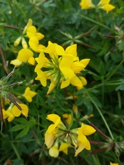 Lotus corniculatus