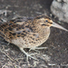 Subantarctic Snipe - Photo (c) Phil Bendle, some rights reserved (CC BY-NC), uploaded by Phil Bendle