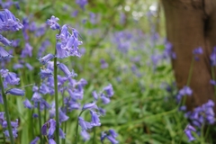 Hyacinthoides