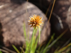 Rhynchospora globosa