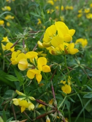 Lotus corniculatus