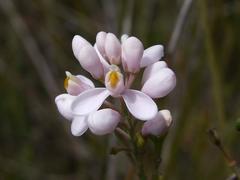 Comesperma ericinum