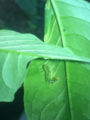 Psara obscuralis